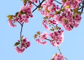 Beautiful cherry blossoms in full bloom on a clear spring day with a vibrant blue sky background.